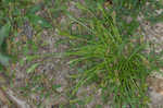 Asian shortstem sedge